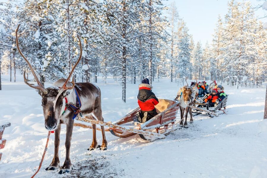 Levi: Reindeer Sleigh Ride Tour in Snowy Forest - Reindeer moments, feeding time, and a built-in photo stop