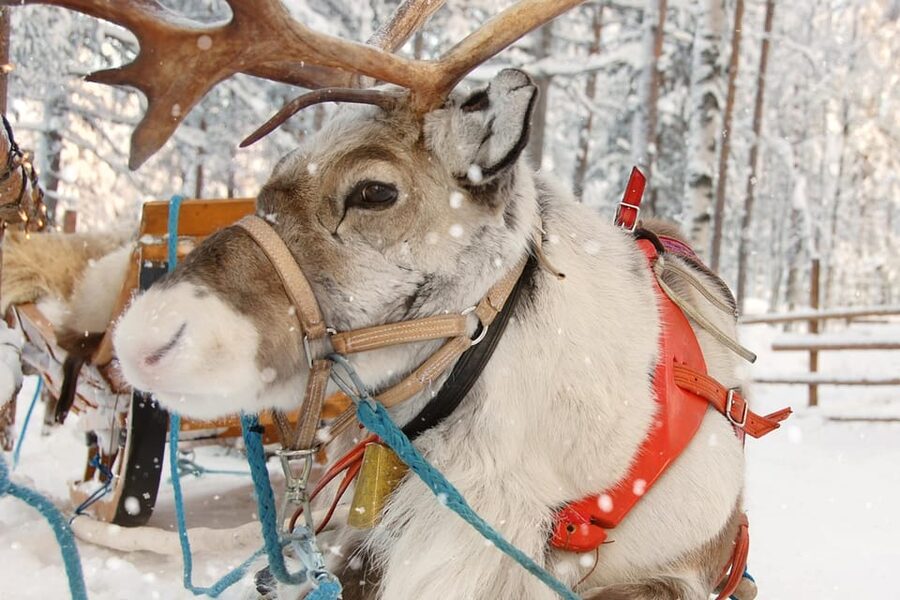 Levi: Reindeer Sleigh Ride Tour in Snowy Forest - Campfire berry juice and Sámi stories that land after the ride