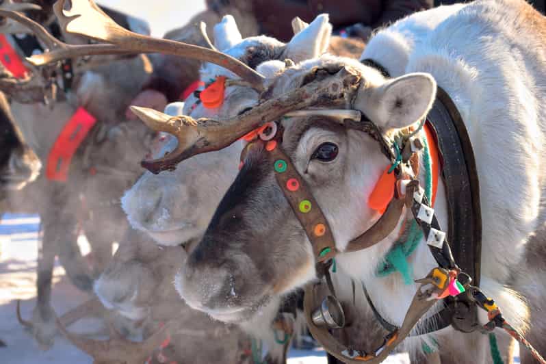Levi: Reindeer Sleigh Ride Tour in Snowy Forest - Price and value: what you get for about $103