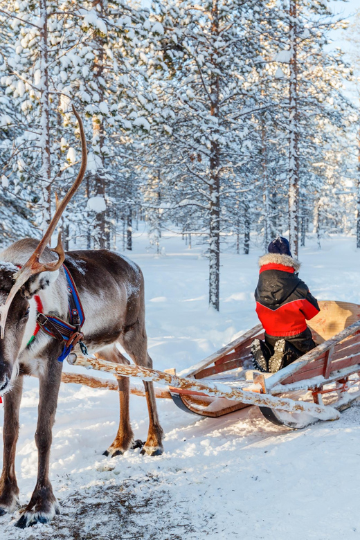Levi: Reindeer Sleigh Ride Tour in Snowy Forest - Who should book this reindeer sleigh ride, and who should think twice