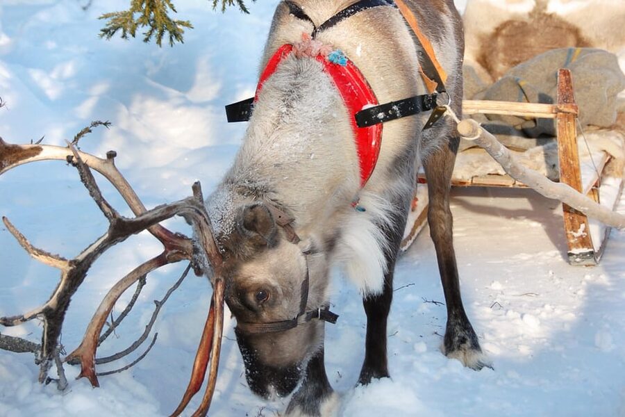 Levi: Reindeer Sleigh Ride Tour in Snowy Forest - Meeting at Levi Center, Hissitie 11, and getting set up fast