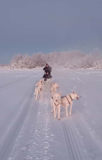 Levi: Self-Drive 2 KM Husky Sledding Experience - The Dogs Up Close: What You Really See at Huskyfarm