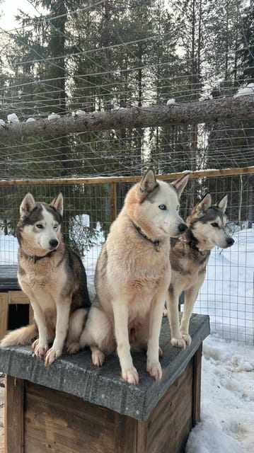 Levi: Self-Drive 5 KM Husky Sledding Experience - Key things you’ll remember