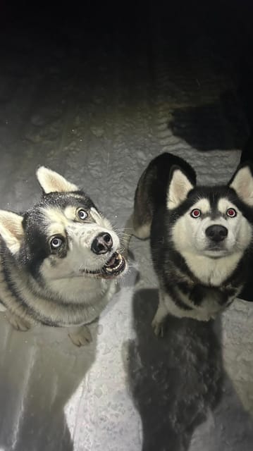 Levi: Self-Drive 5 KM Husky Sledding Experience - Kurjennivantie 118: finding the right parking and what to wear