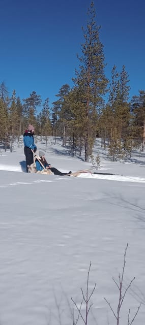 Levi: Self-Drive 5 KM Husky Sledding Experience - How self-drive husky sledding really feels when you’re the team leader