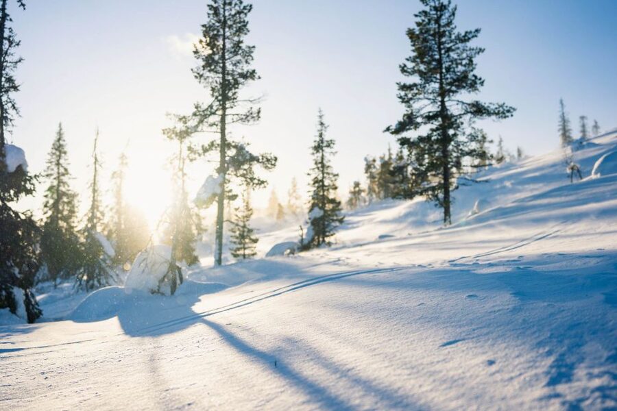 Levi: Snowshoe Adventure in the Wilderness - Wildlife Chances, and How to Handle Them