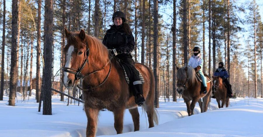 Levi: Snowy Forest Ride and Polar Lights Tours - Key Points I’d Put on Your Shortlist