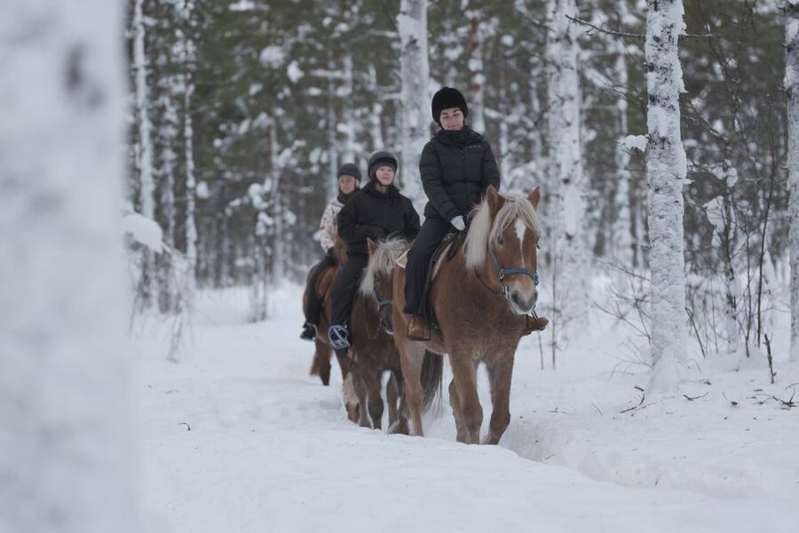 Levi: Snowy Forest Ride and Polar Lights Tours - Price and Value: Why This Feels Fair at $147