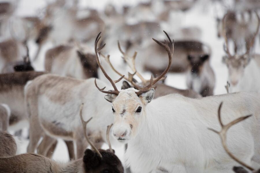 Levi: Traditional Reindeer Husbandry Experience - Key highlights to look for