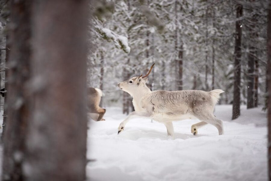 Levi: Traditional Reindeer Husbandry Experience - Where This Tour Actually Takes You in Levi