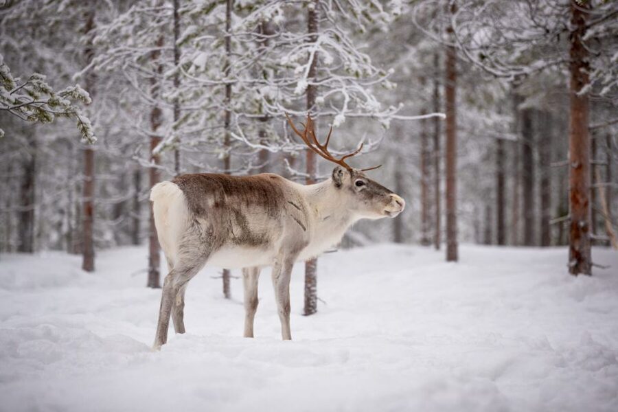 Levi: Traditional Reindeer Husbandry Experience - The herder talk: learning reindeer husbandry in plain human terms