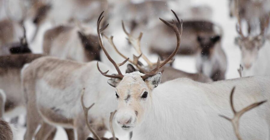 Levi: Traditional Reindeer Husbandry Experience - Reindeer meeting in the Lappish fells: what you’re seeing