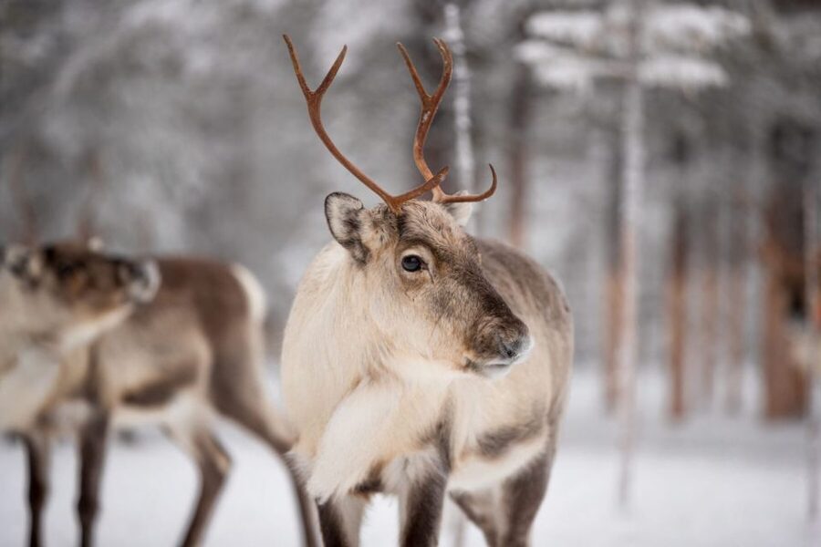 Levi: Traditional Reindeer Husbandry Experience - English tour guide: making sure you get the answers