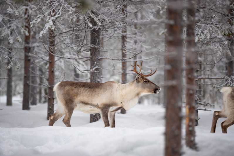 Levi: Winter Highlights Family Day - Key Points You Should Know Before You Go