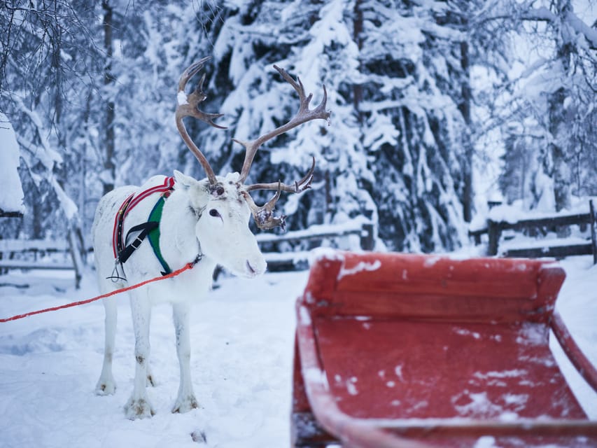 Levi: Winter Highlights Family Day - Reindeer Farm Time With a Second 500-Meter Ride