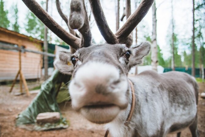 Meet Santa Claus & Santa's Reindeer Ride & Greet Huskies - Price and value in Lapland, when it costs a lot and when it makes sense