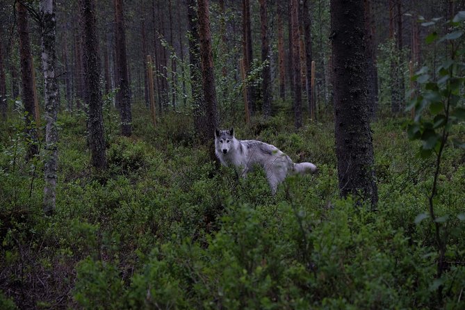 Meet Taivas & the Arctic Wolves - Private Tour - Meet Taivas and the Arctic Wolves: what the visit really feels like