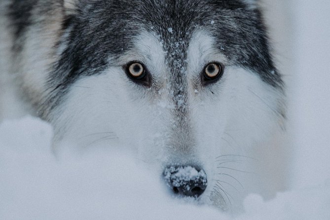 Meet Taivas & the Arctic Wolves - Private Tour - Meet the farm animals too: goats and chickens included