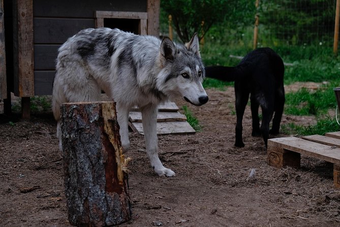 Meet Taivas & the Arctic Wolves - Private Tour - Getting there from Rovaniemi: why the location can make or break it