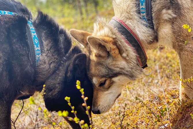 Meet Taivas & the Arctic Wolves - Private Tour - Strict rules you should know before you book