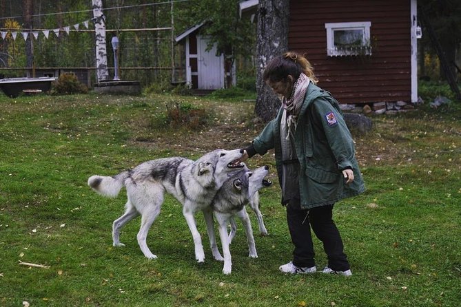 Meet Taivas & the Arctic Wolves - Private Tour - Price and value: is $311.87 per person “fair” for 1.5 hours?