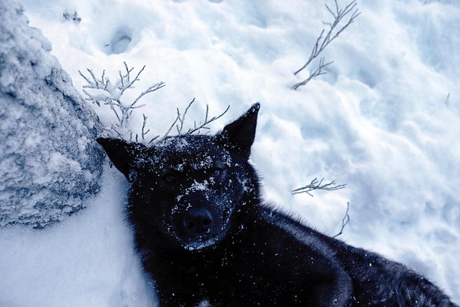 Meet Taivas & the Arctic Wolves - Private Tour - Who this tour suits best, and who should skip it