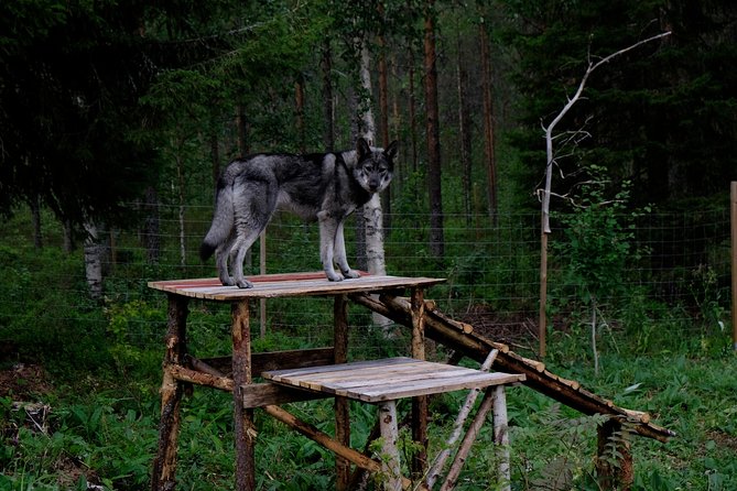 Meet Taivas & the Arctic Wolves - Private Tour - The 1.5-hour flow: how the enclosure-to-enclosure time works