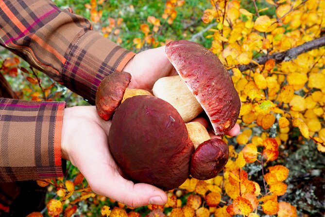 Mushroom Hunting in a National Park - What’s Included, What’s Not, and Weather-Proofing