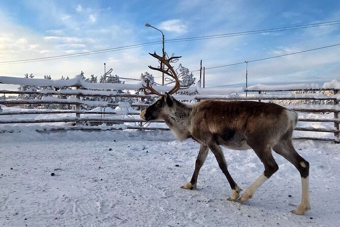 Northern Lights Holiday in Finland - Final day in Ivalo: free time, optional activities, and the Muddujärvi tipi story stop