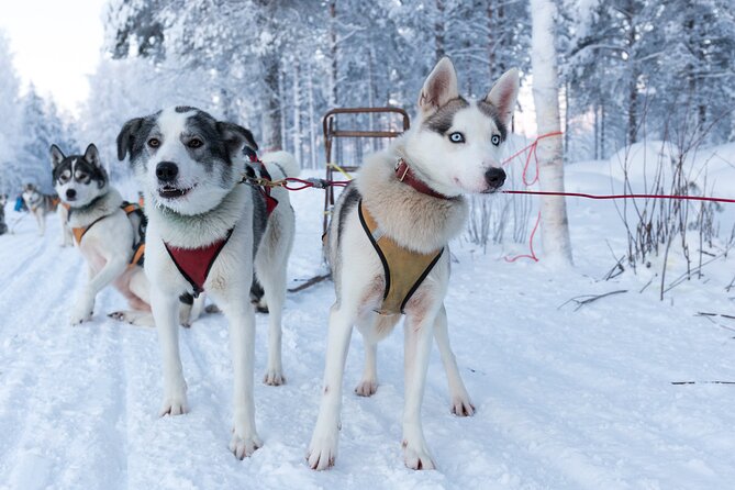 Nulkki Husky Adventure - Key highlights you should know