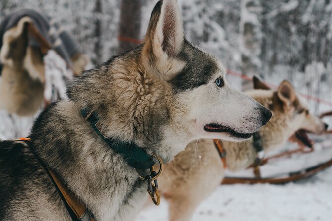 Nulkki Husky Adventure - Before the sled: gearing up, a briefing, and a lakeside arrival
