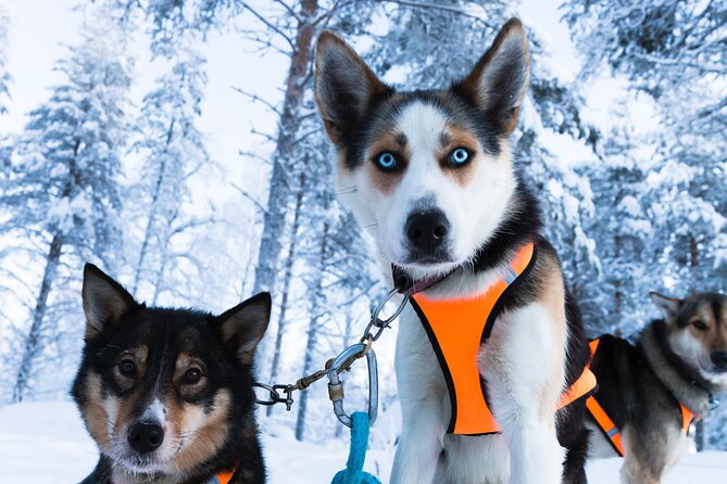 Nulkki Husky Adventure - The 5-kilometer sled ride: speed, control, and that full-send feeling