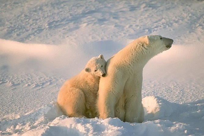 Ounasvaara and Ranua Zoo - Key Highlights You Should Know