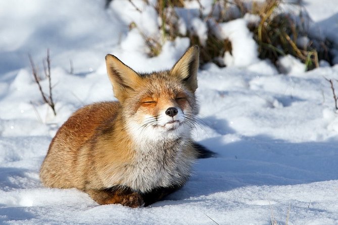Ounasvaara and Ranua Zoo - Transport Comfort: What to Expect and What to Watch