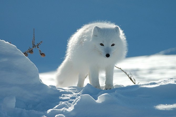 Ounasvaara and Ranua Zoo - Ranua Zoo: 200+ Arctic Species in a Natural-Feeling Park