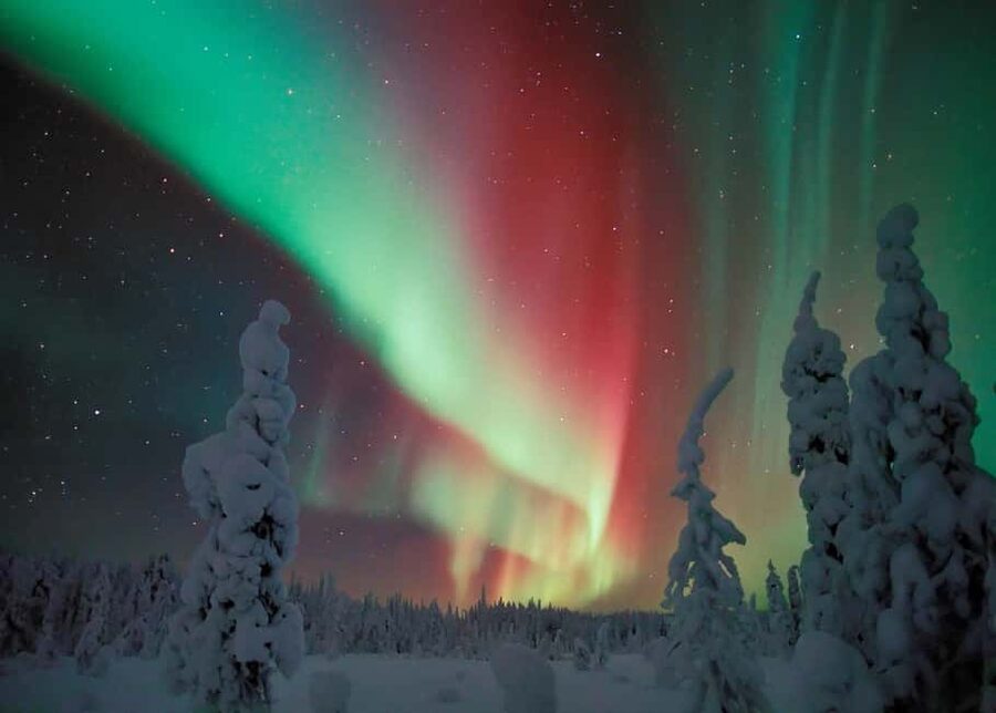 Polar Night Snowshoe Trek - Wildlife spotting that actually gives you something to do