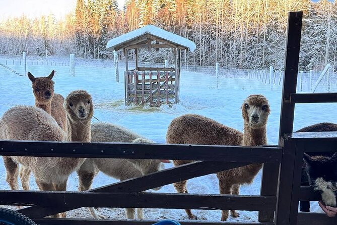 PRIVATE Alpaca Guided Forest Walk + Feeding Helsinki - Klaukkala Farm Stop: Feeding Alpacas Without the Stress