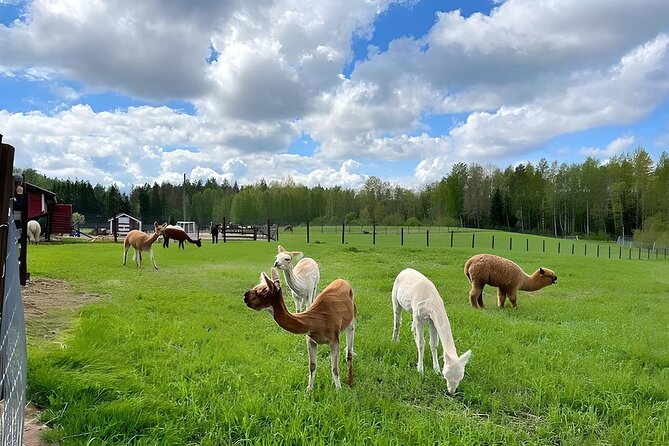 PRIVATE Alpaca Guided Forest Walk + Feeding Helsinki - Door-to-Door Pickup and the Ride: Making the Day Easy