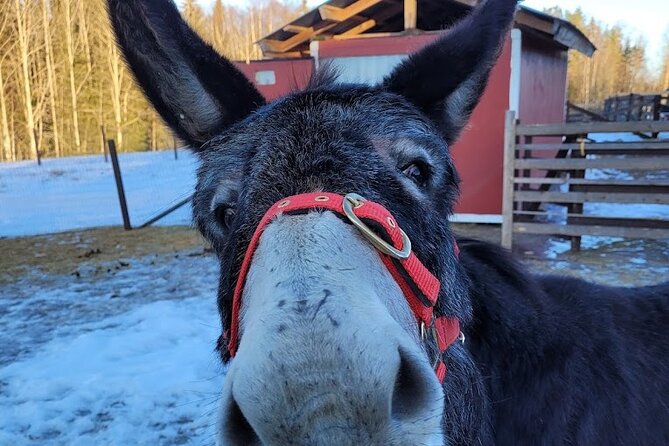 PRIVATE Alpaca Guided Forest Walk + Feeding Helsinki - Price and Value: What You’re Really Paying For