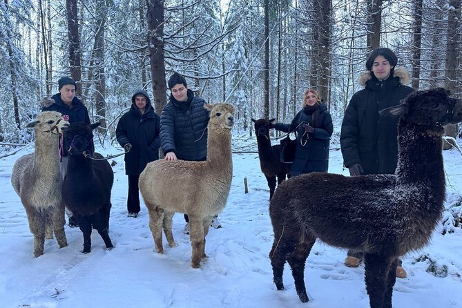 PRIVATE Alpaca Guided Forest Walk + Feeding Helsinki - Timing That Actually Fits Helsinki: 2 to 3 Hours, Not a Whole Day