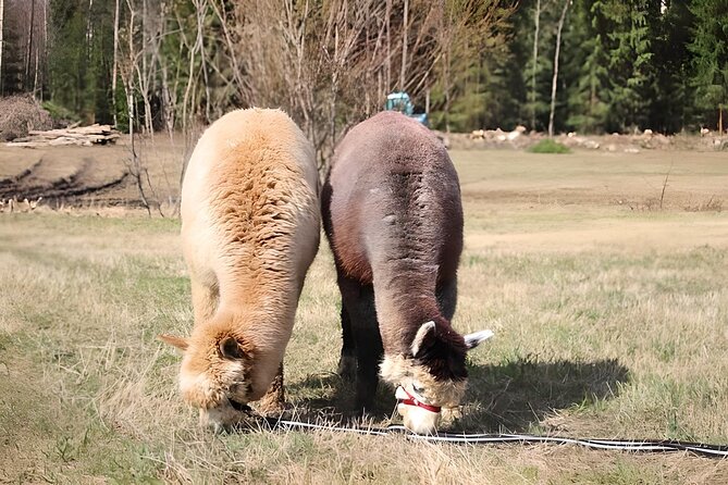 PRIVATE Alpaca Guided Forest Walk + Feeding Helsinki - Who This Is For: Families, Animal Lovers, and First-Timers