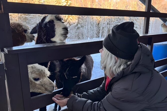 PRIVATE Alpaca Guided Forest Walk + Feeding Helsinki - The Forest Walk With Your Own Alpaca: Calm, Guided, and Surprisingly Fun