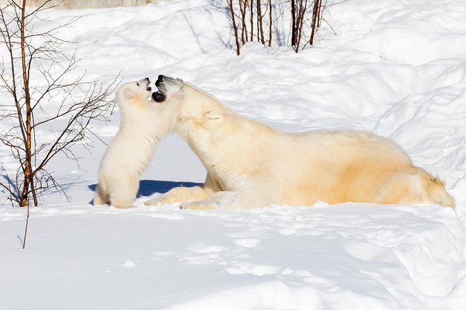 Private Ranua Zoo tour - The 2.5 km Arctic Forest Walk (What You Actually Do)