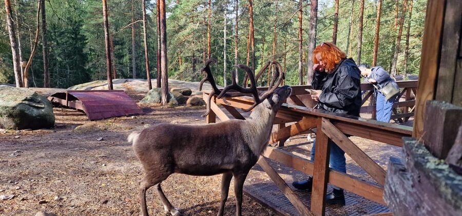 PRIVATE Reindeer Park Adventure by VIP Car - Arriving Through Finland’s Forest, Not Through a Crowd