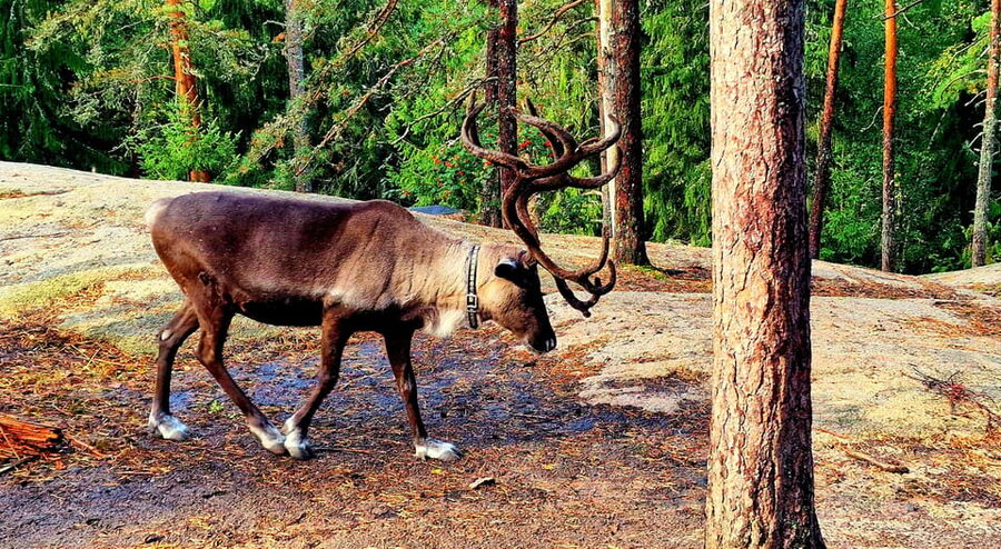 PRIVATE Reindeer Park Adventure by VIP Car - Nuuksio Nature Time and Wildlife Viewing, Done at the Right Tempo