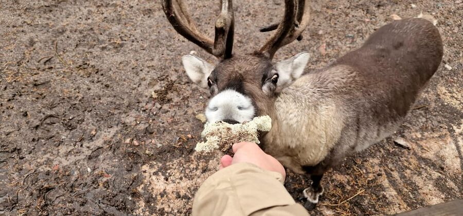 PRIVATE Reindeer Park Adventure by VIP Car - Who This Tour Is Best For, and Who Might Want Another Format