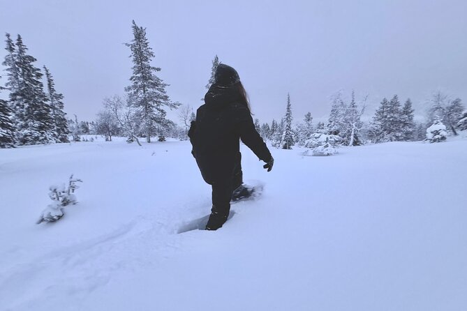 Private: Snowshoeing Safari in spectacular National Park - Key highlights at a glance