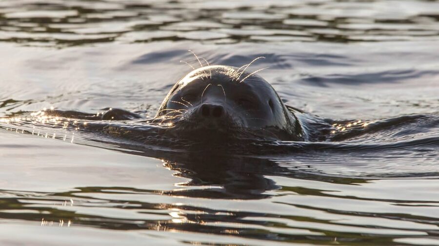 Puumala: Lake Saimaa Seal Watching Cruise - Key Things I’d Mark on Your Mental Map