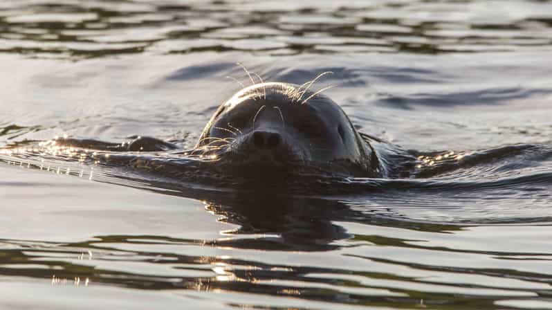Puumala: Lake Saimaa Seal Watching Cruise - Why Puumala Makes Seal Watching Feel Personal