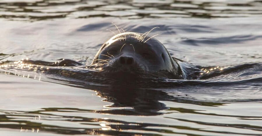 Puumala: Lake Saimaa Seal Watching Cruise - Beyond Seals: Eagles and Other Lake Wildlife